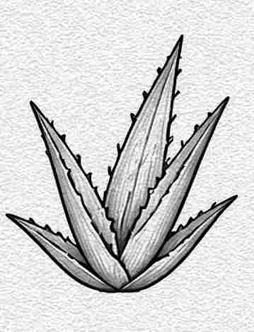 Aloe Vera Leaf