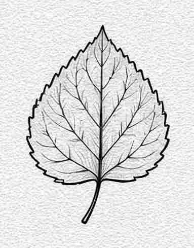 Aspen Leaf