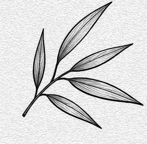 Bamboo Leaf