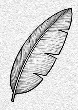 Banana Leaf
