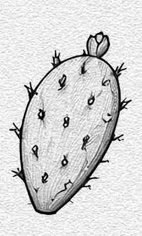 Cactus Pad