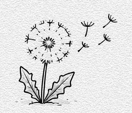 Dandelion