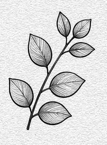 Eucalyptus Leaf