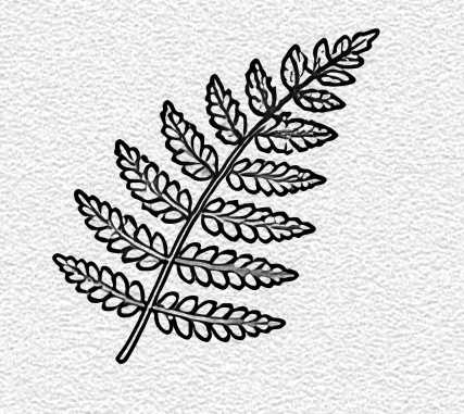 Fern Leaf