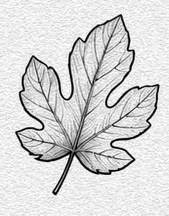 Fig Leaf