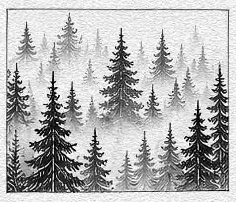 Foggy Forest
