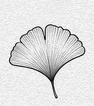 Ginkgo Leaf