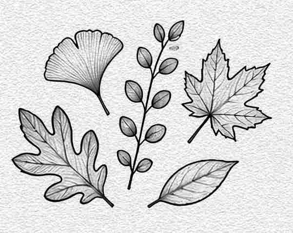 Leaf Collection