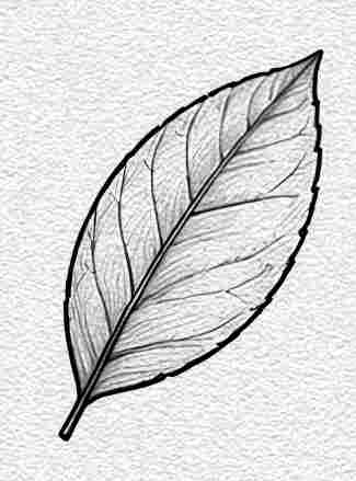 Lemon Leaf