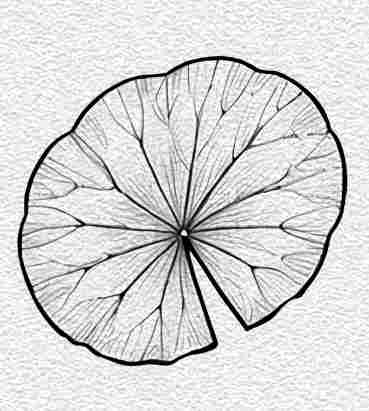 Lotus Leaf