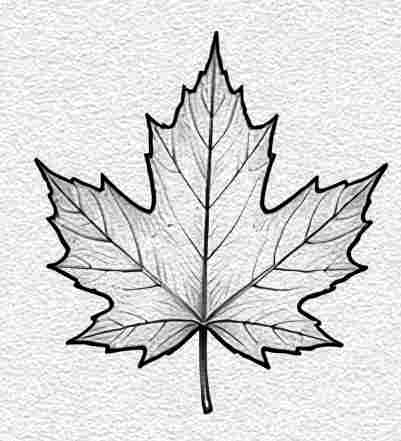 Maple Leaf