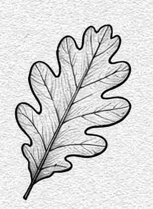 Oak Leaf