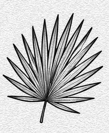 Palm Leaf