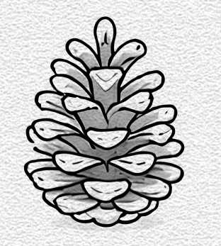 Pinecone