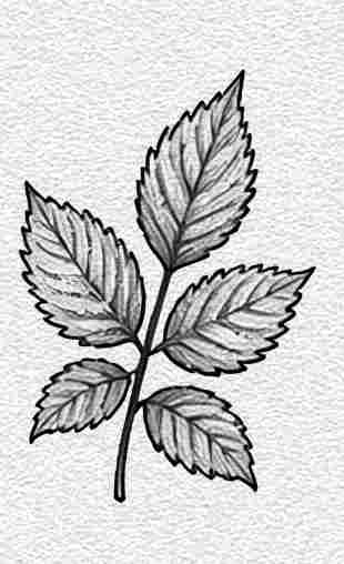 Raspberry Leaf