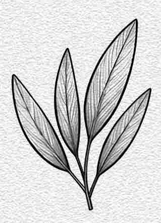 Sage Leaf