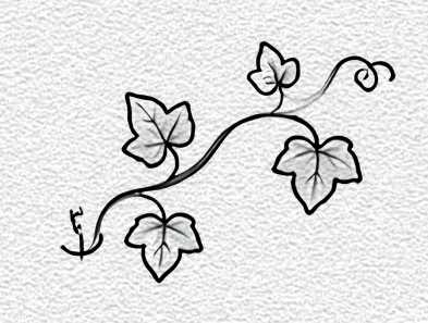 Vine with Curled Tendrils