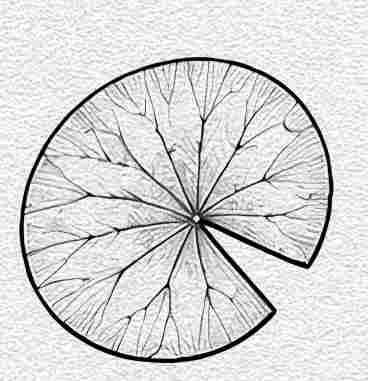 Water Lily Leaf