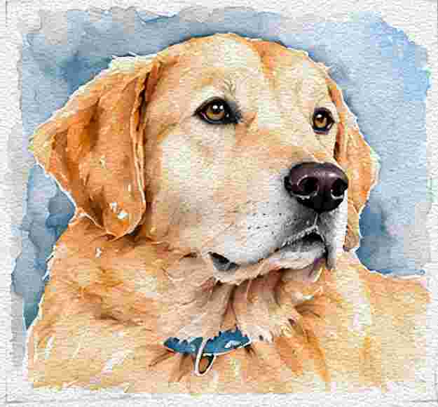 A Golden Dog Portrait