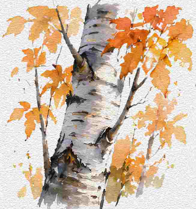 Autumn Birch Tree Trunk