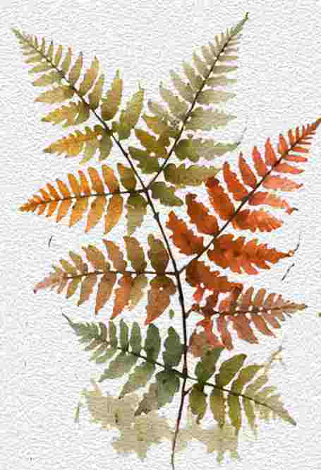 Autumn Fern Fronds