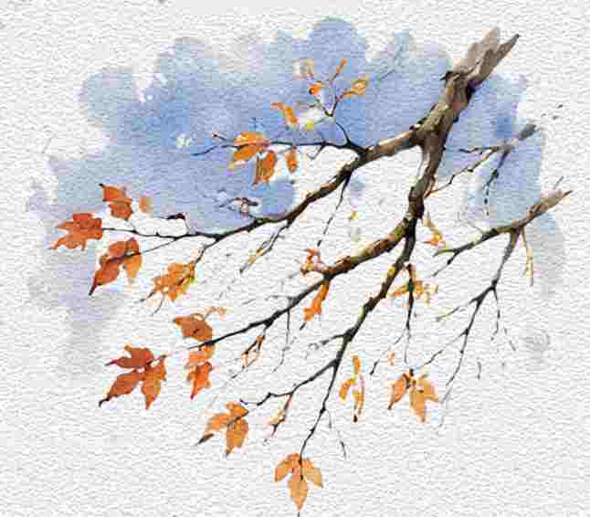 Bare Branches Against the Fall Sky