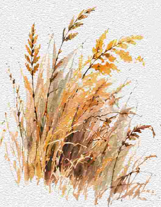 Cluster of Wild Grasses