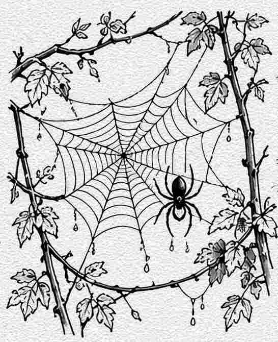 Spiderweb Between Autumn Branches