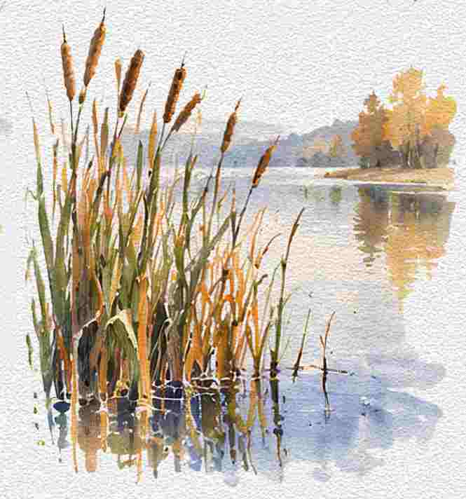 Tall Reeds Beside a Pond