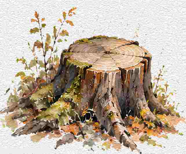 Tree Stump With Growth Rings
