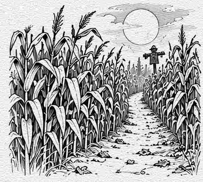 Winding Path Through Tall Corn